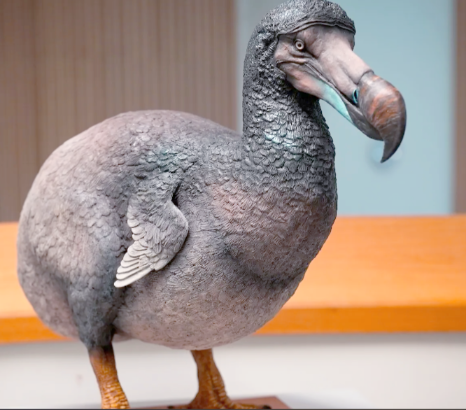 渡渡鸟的消逝:人类活动与生态失衡的悲剧